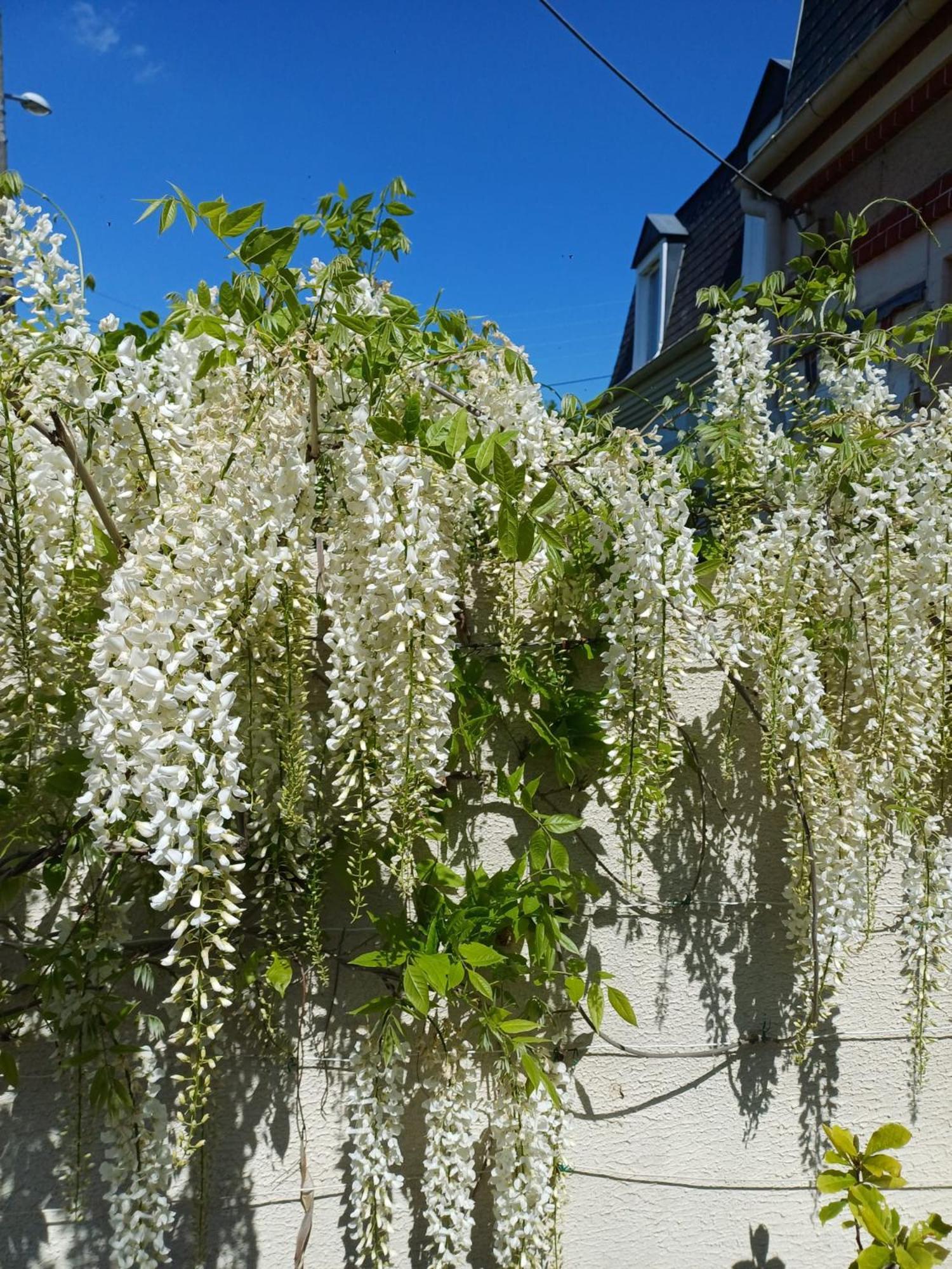 La Maison Des Magnolias Trouville-sur-Mer Dış mekan fotoğraf